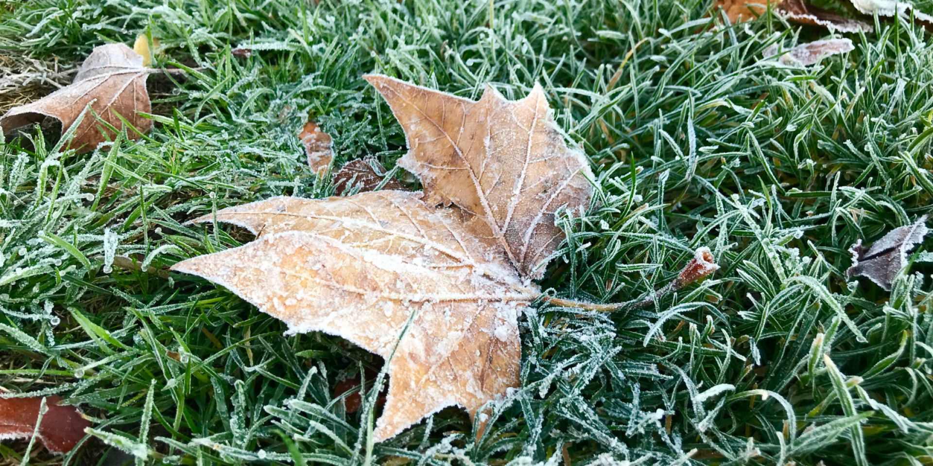 Grass and leaves are covered with frost.  Grass and leaves are covered with frost.