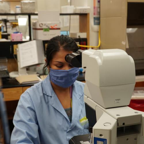 Kristina Bonilla, lab technologist at MGH, performs a manual differential, which counts the number of white blood cells in a sample of blood.