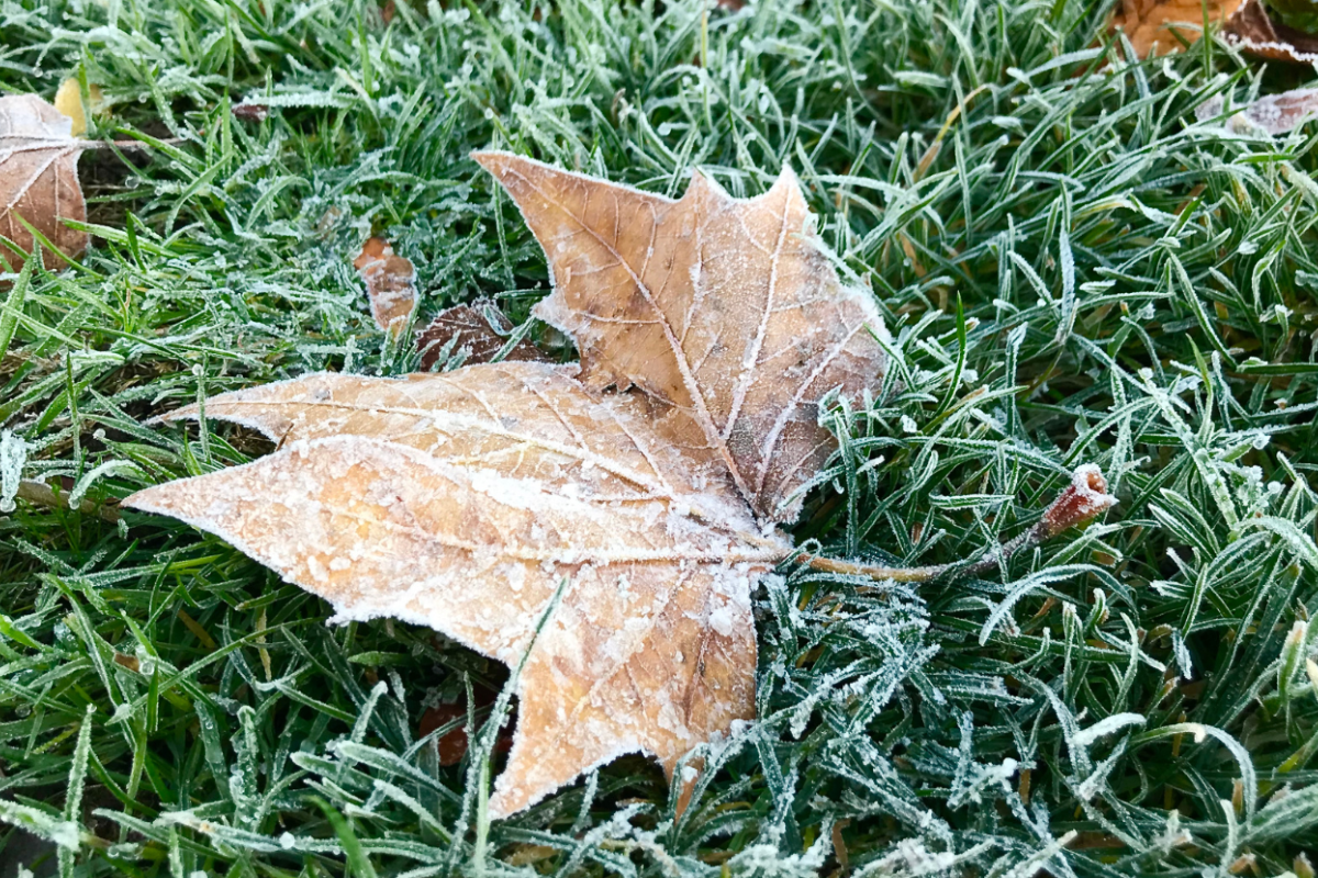 Grass and leaves are covered with frost.  Grass and leaves are covered with frost.