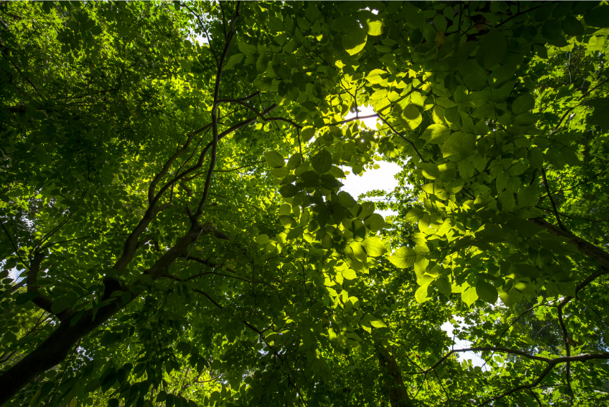 Picture of trees
